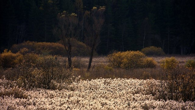 Zirbitzkogel: Hörfeldmoor im Herbst | Foto: RANfilm