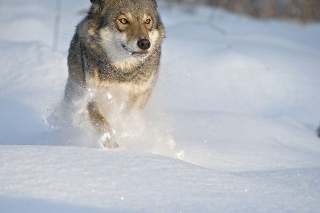 Foto: Sergey Gorshkov