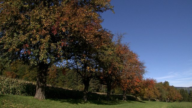 Hirschbirnallee im Herbst | Foto: RANfilm