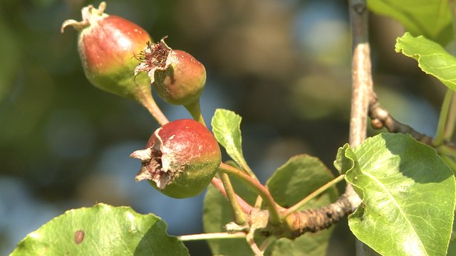 Nahaufnahme: Hirschbirnfrucht | Foto: RANfilm