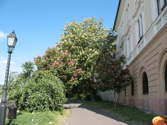 Kastanienblüte