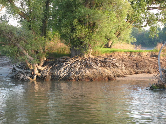 Freigelegte Wurzeln durch Niedrigwasser der Donau