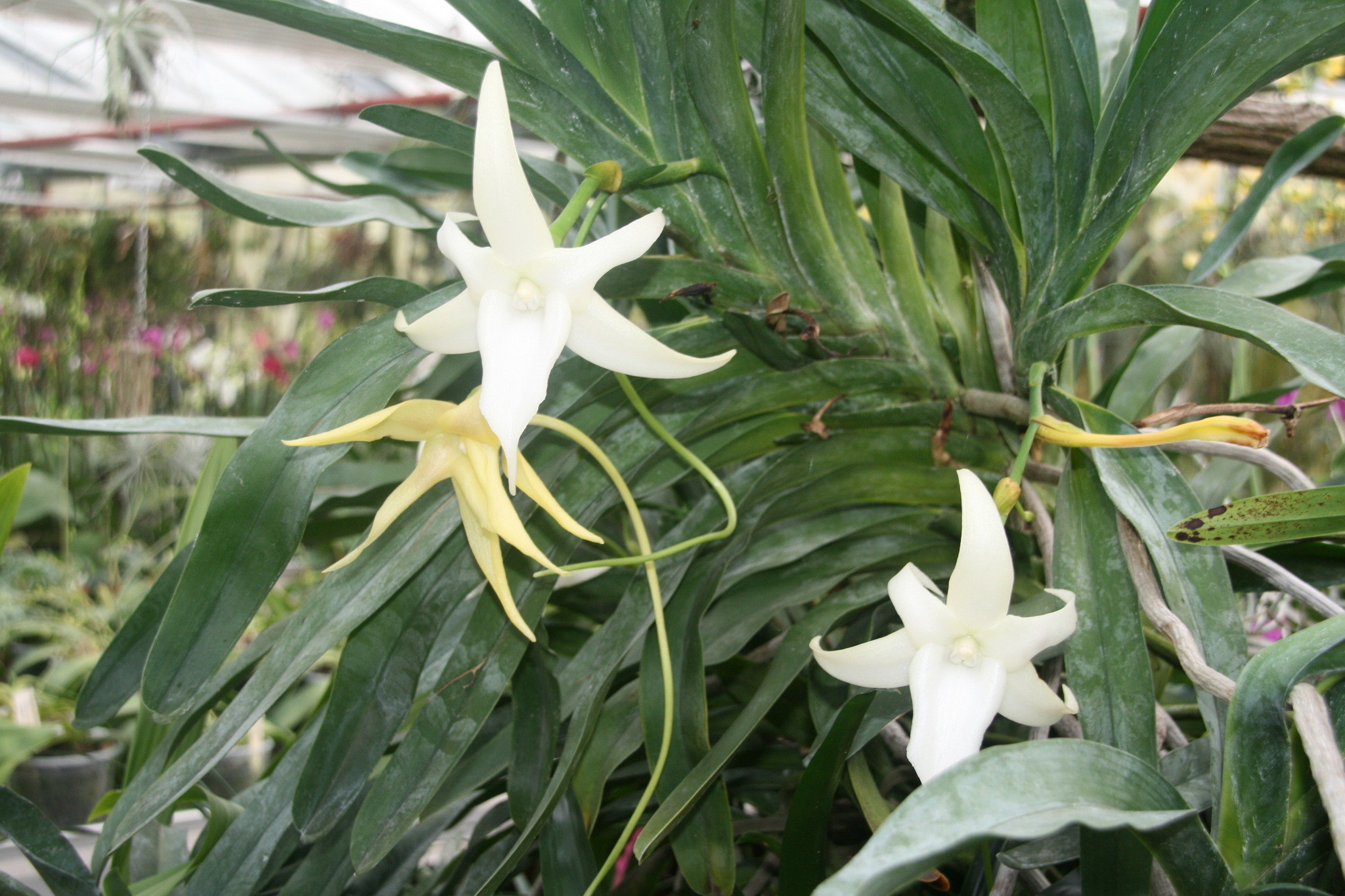 Stern von Madagaskar so lautet der Name dieser Orchidee, die gerade in Sieghartskirchen beim
