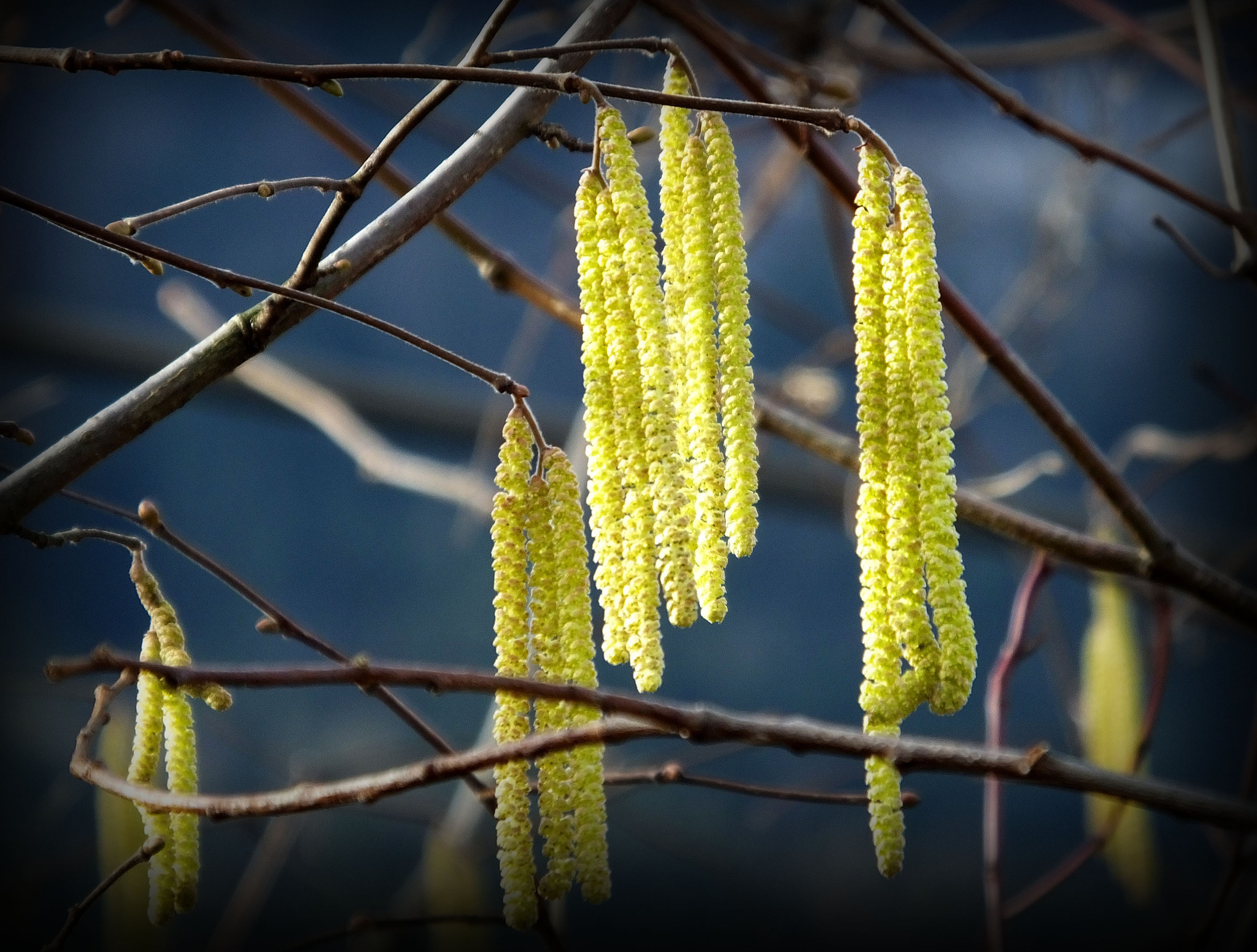 Blühender Haselstrauch - Tennengau