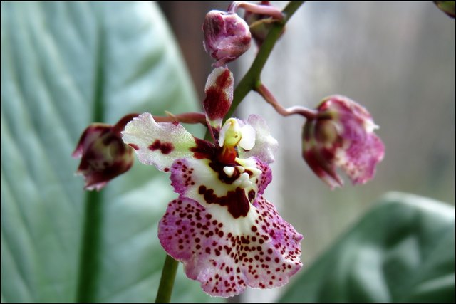 Eine hübsche Orchidee, deren Namen ich nicht weiß, deren 'Gesicht' aber irgendwie an einen Clown erinnert.