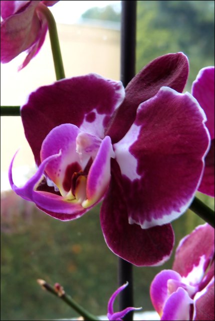 Ein anderes Orchideen-Schmuckstück
