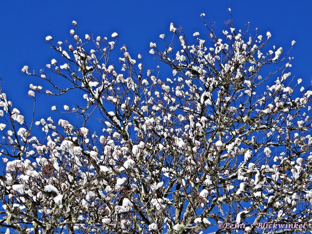 ..wie Frühlinsblüten wirkt der Schnee...