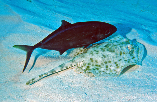 Eine Bernsteinmakrele reitet auf einem Jamaika Stachelrochen und wartet, bis dieser nach Nahrung wühlt, um mitzunaschen. (Cozumel/Mexiko)