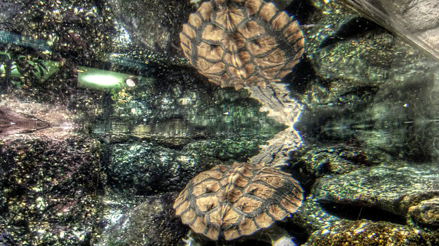 Das Foto ist in Unterwasserhöhe aufgenommen, die Spiegelung ist an der Wasseroberfläche. Auch hier half mir Heinz das Foto aufzubessern, die Spiegelung war jedoch bereits auf der Originalaufnahme.