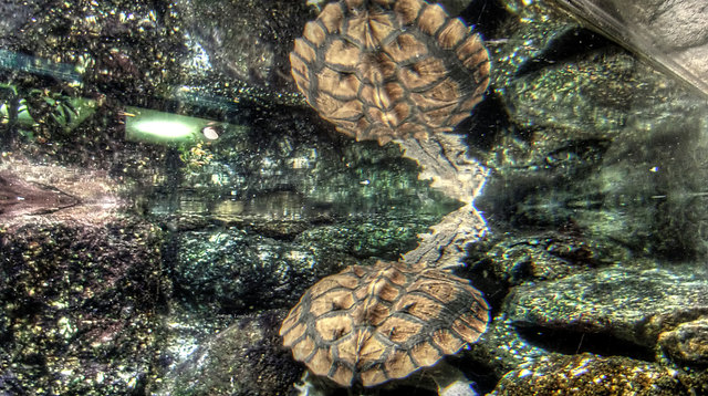 Das Foto ist in Unterwasserhöhe aufgenommen, die Spiegelung ist an der Wasseroberfläche. Auch hier half mir Heinz das Foto aufzubessern, die Spiegelung war jedoch bereits auf der Originalaufnahme.