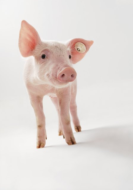 Schweine sind sehr soziale Tiere. Umso schlimmer war der Transport, der gestoppt wurde. | Foto: Archiv