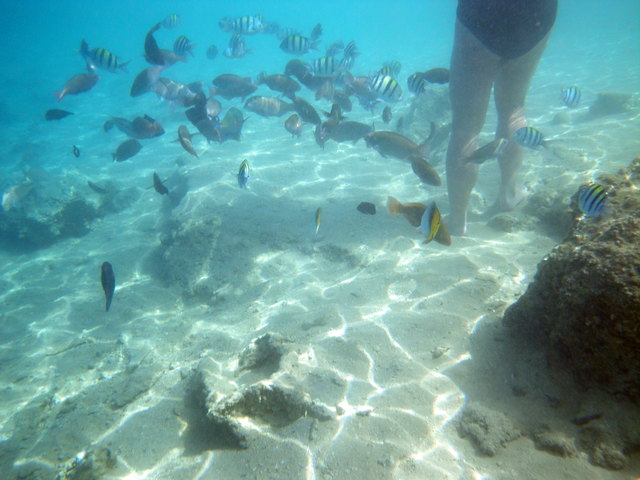 Die Fische haben überhaupt keine Scheu vor Menschen.