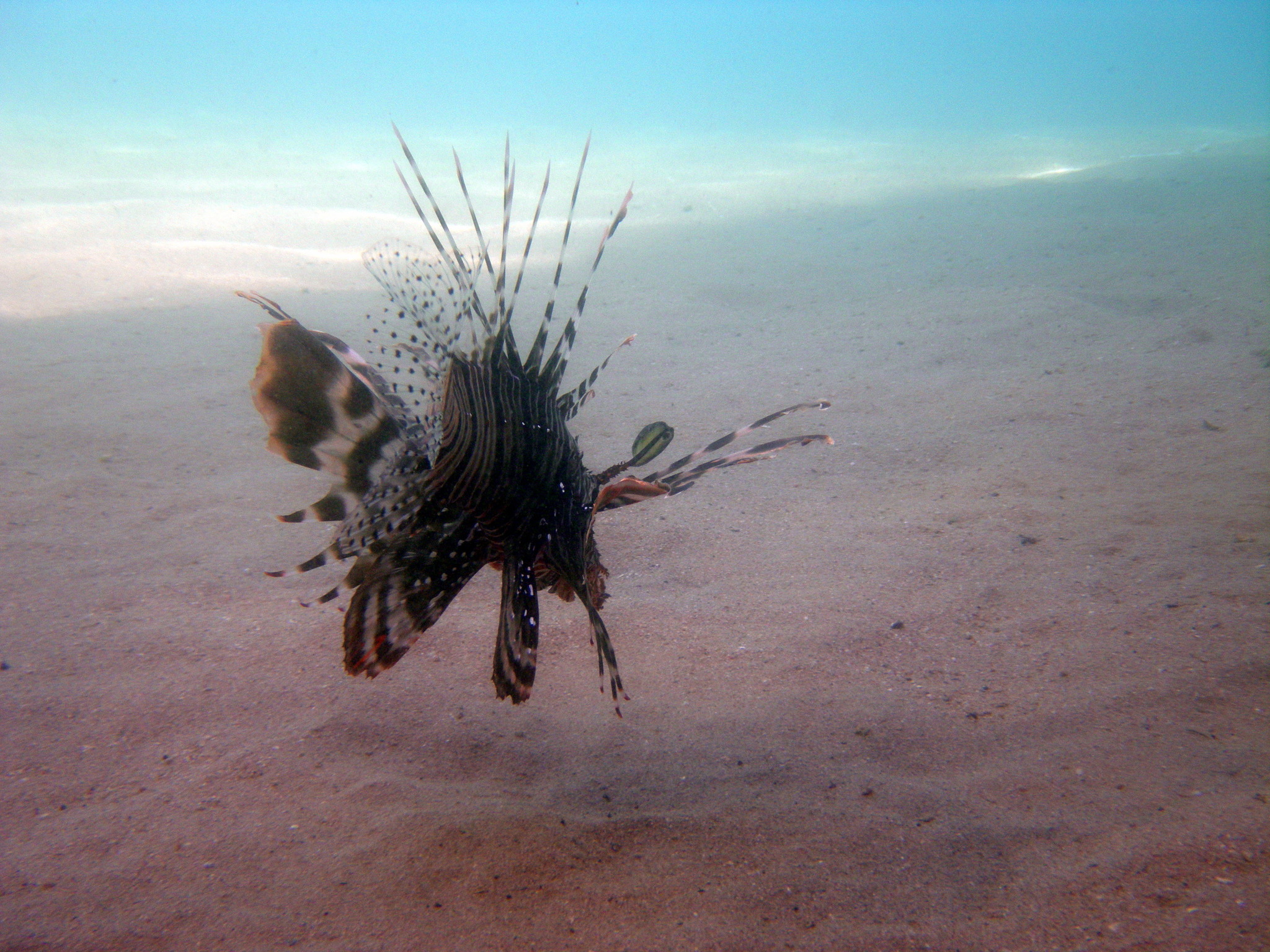 Fische im Roten Meer frei fotografiert Klagenfurt Fische im Roten Meer frei fotografiert Klagenfurt