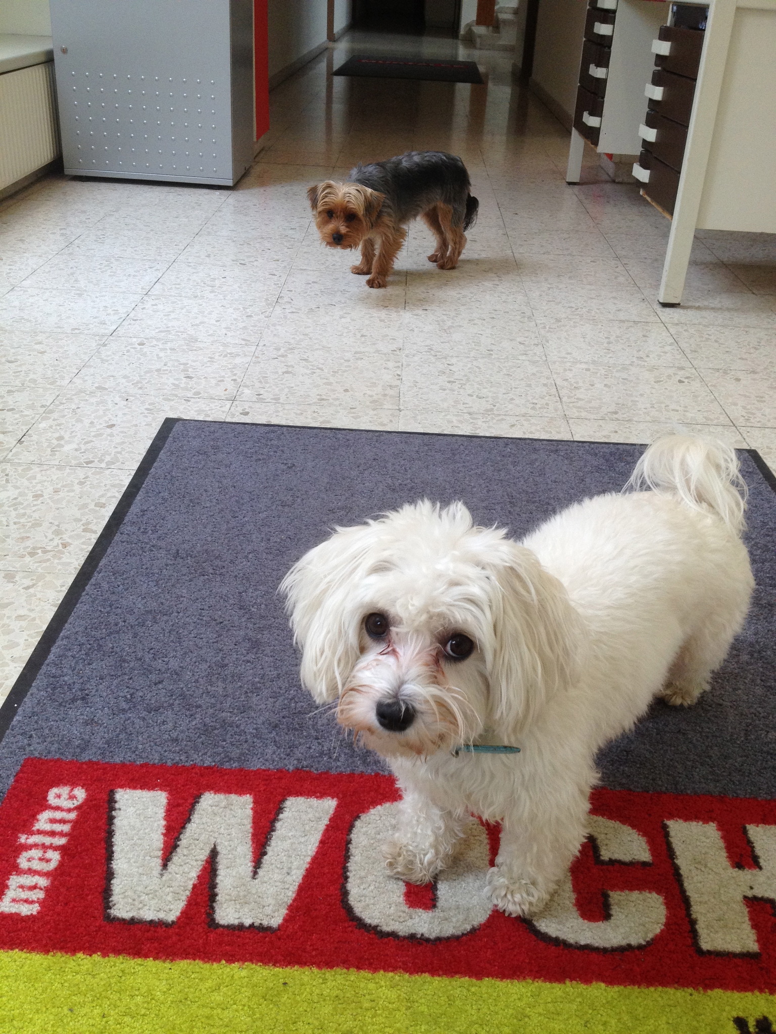 Neue Mitarbeiter Murtaler Zeitung Murtal