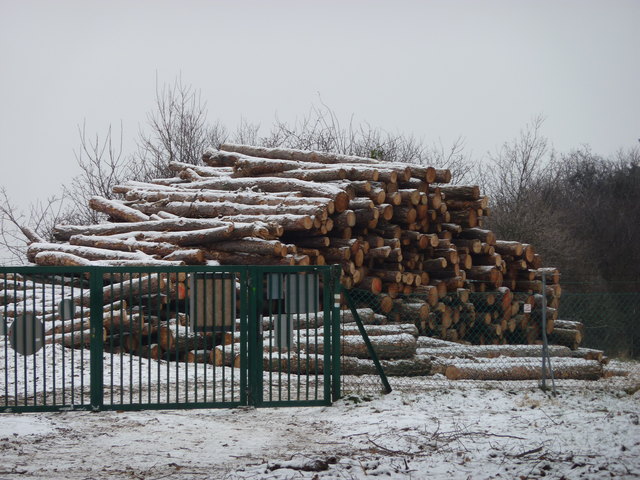 Der Laaerwald als Nutzholzlieferant?
