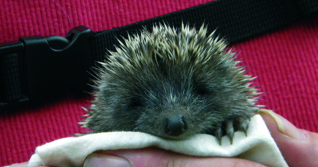 Drei Igelbabys müssen noch versorgt werden, bis sie im Mai wieder wieder in die Freiheit entlassen werden können. | Foto: Tierheim
