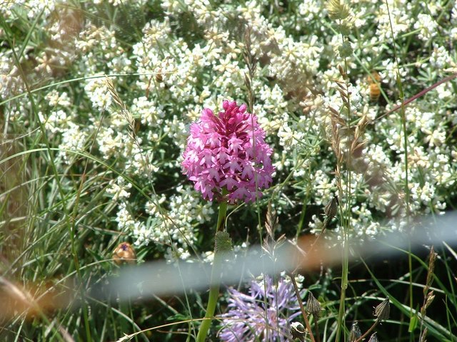 Blumen am Wegesrand