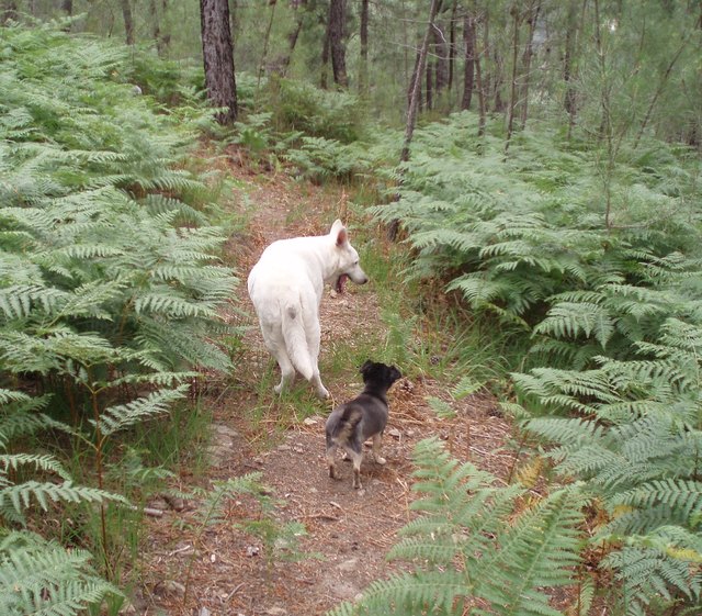 Unsere Hunde Arak und Joschi wandern im Anwesen der Familie Tischler Mas de Dag