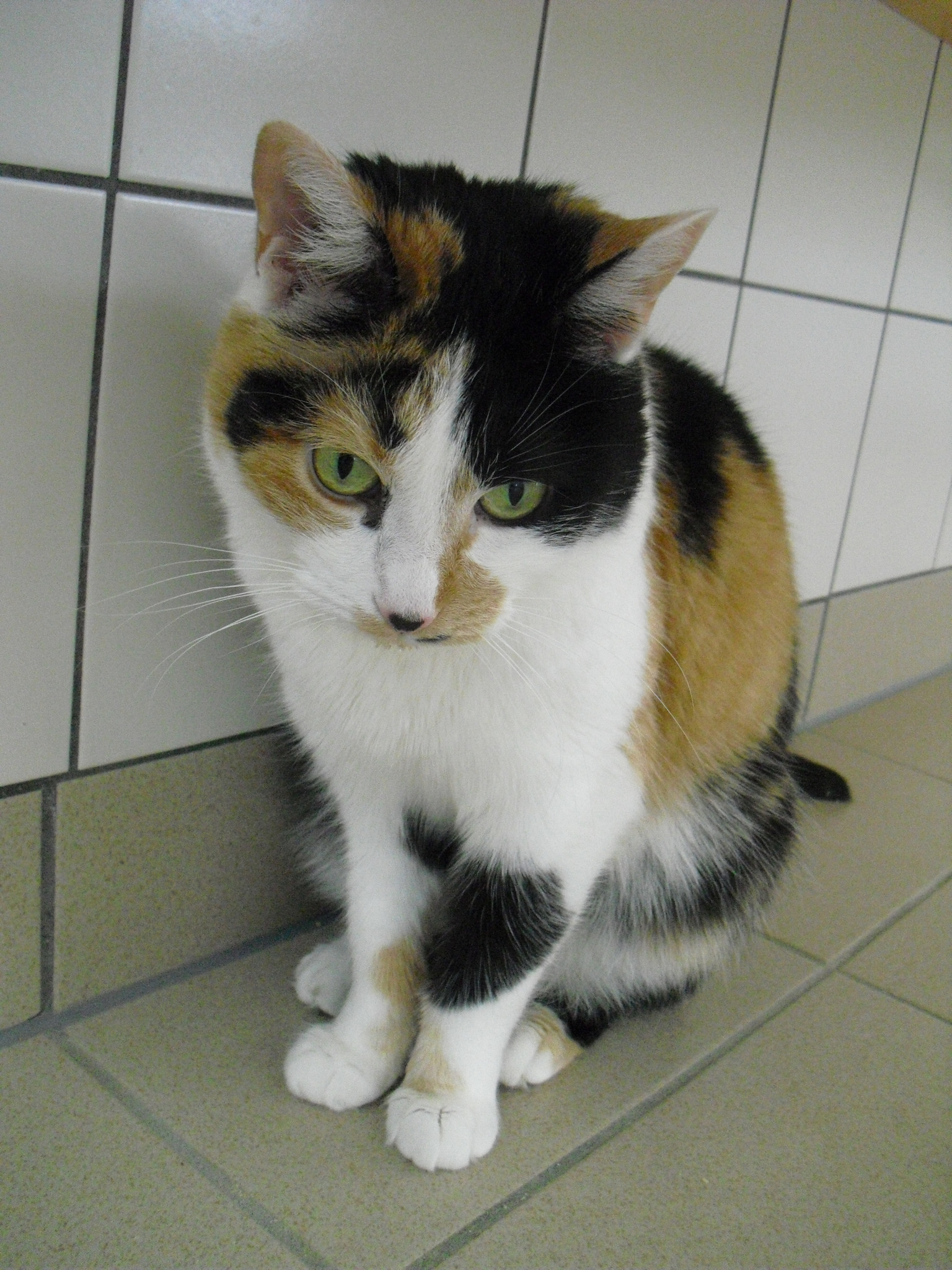 Tiere Suchen Ein Zuhause Hermagor