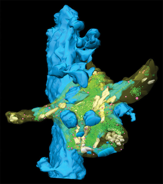 3D-Rekonstruktion einer adulten hippocampalen Moosfaser-Pyramidalneuronensynapse und ihrer Zielstruktur | Foto: IST Austria