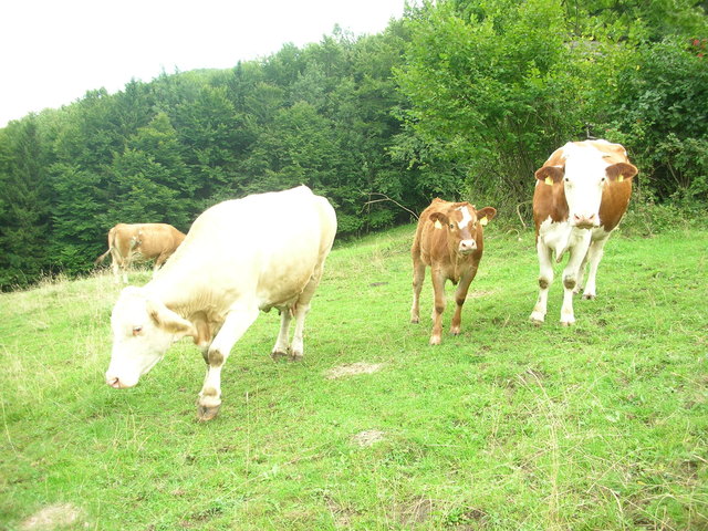 Änderungen beim Einheitswert betreffen auch die Tierzuschläge.