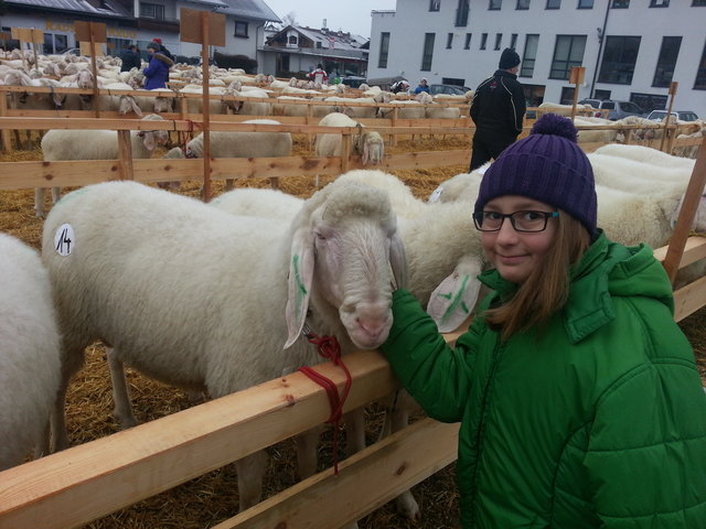 Enkeltochter Anna-Maria Riml ist genau so stolz wie ihr Opa Herbert Schuchter ( Ehrenobmann Schafzuchtverein Barwies) über das Siegertier bei der Jubiläumsausstellung "70 Jahre Schafzuchtverband Barwies". Die Freude ist ihr ins Gesicht geschrieben.