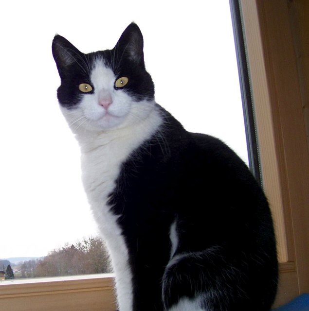 Seit rund einer Woche wird in Mettmach, Kleinweiffendorf, Kater Felix vermisst. Der schwarz-weiße Kater ist zutraulich und trägt ein Flohhalsband. Sollte ihn jemand gesehen haben, bittet Herrchen Erwin Pointner und Info unter 0664/2522464. | Foto: privat