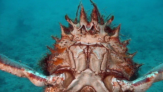 Von Krabben und Eremiten - Braunau