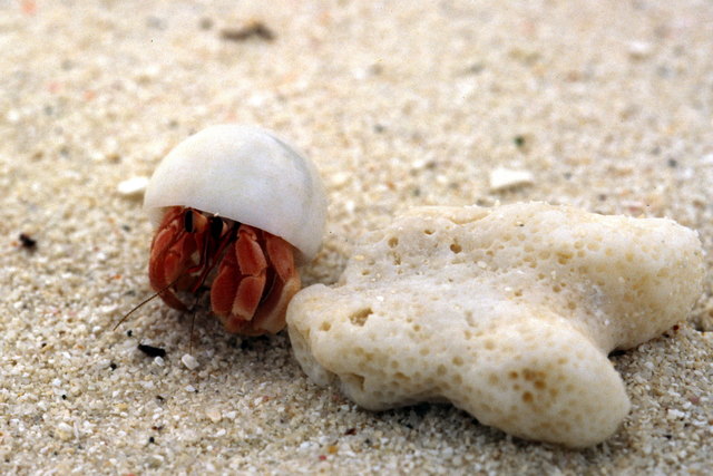 Von Krabben und Eremiten - Braunau