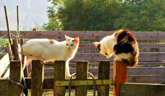 Ich, die Sport Cat