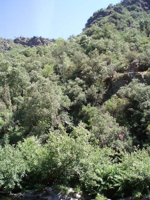 Cevennen