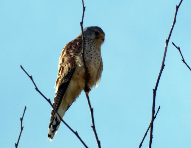 Die Jagd erfolgt teilweise als so genannte Ansitzjagd, bei der der Falke von Zaunpfählen, Telegraphenmasten oder Ästen aus nach Beute späht.