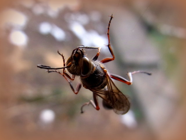 Die Wärmende Sonne am Fenster hat dieses Insekt gleich für den Frühjahrsputz genutzt...