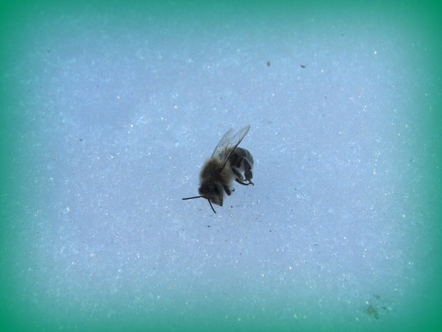 Diese Woche: Februar 2014 - Dieses Bienchen hat die Schattentemperatur leider unterschätzt. In wenigen Sekunden starb es auf dem Schnee, wo keine wärmende Sonne schien...