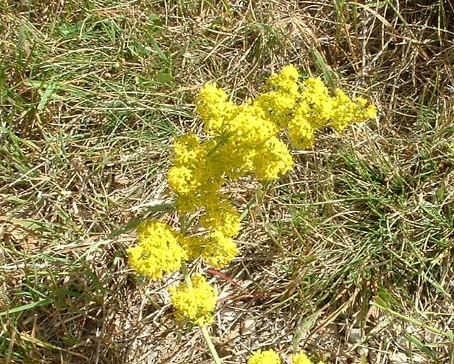 Wiesenblume