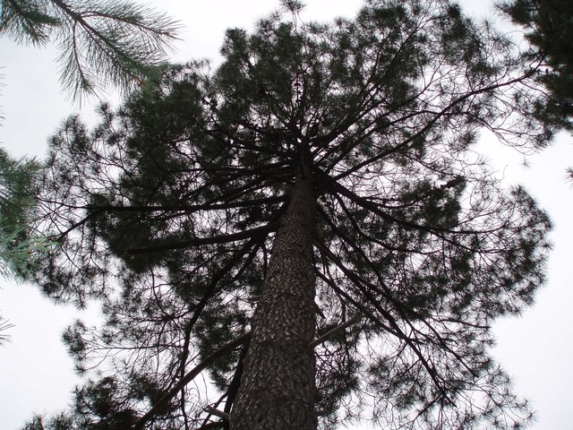 Pinie von unten