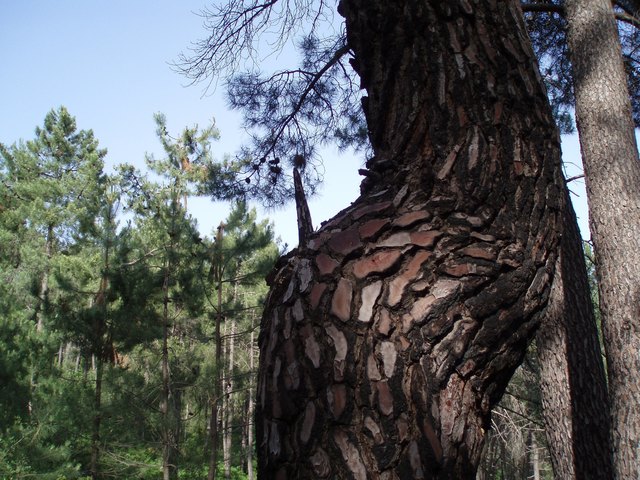 Kiefern - Pinien