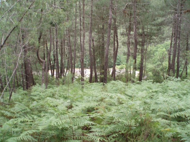 ein Farnweg
