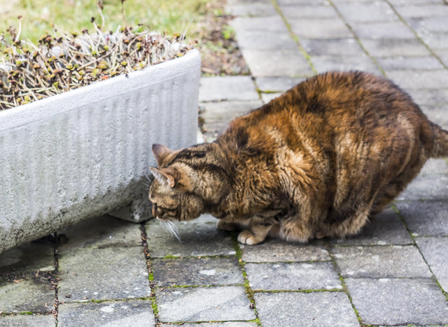 Maus, Maus komm heraus...