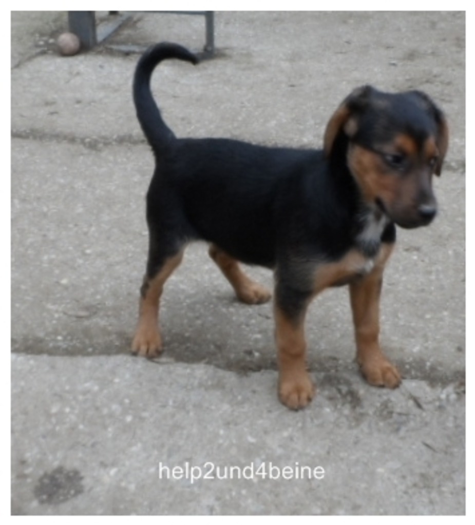 Hunde Suchen Ein Zuhause Zwettl