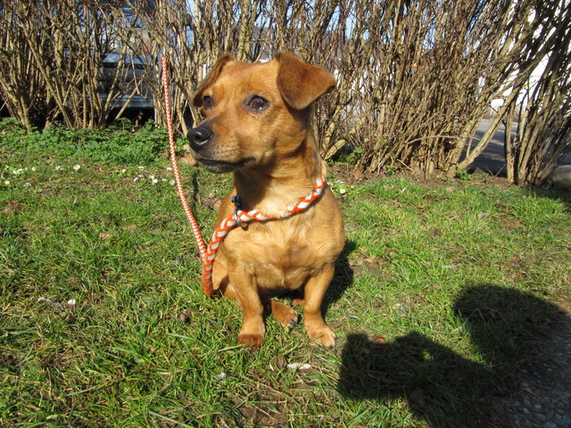 Gina ist sechs Jahre alt und wartet im Tierheim auf neue Besitzer. | Foto: Tierheim Linz