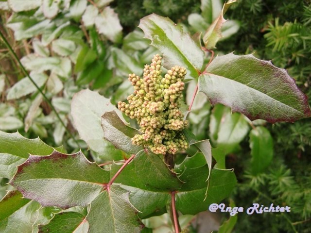 Mahonia immergrüner Strauch Steinfeld