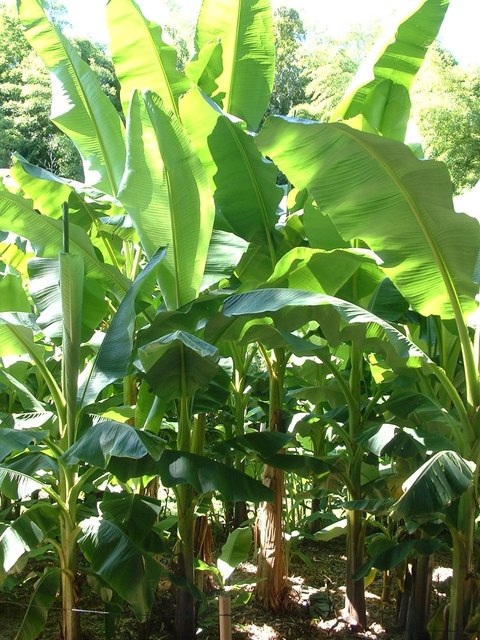 Bananenfeld