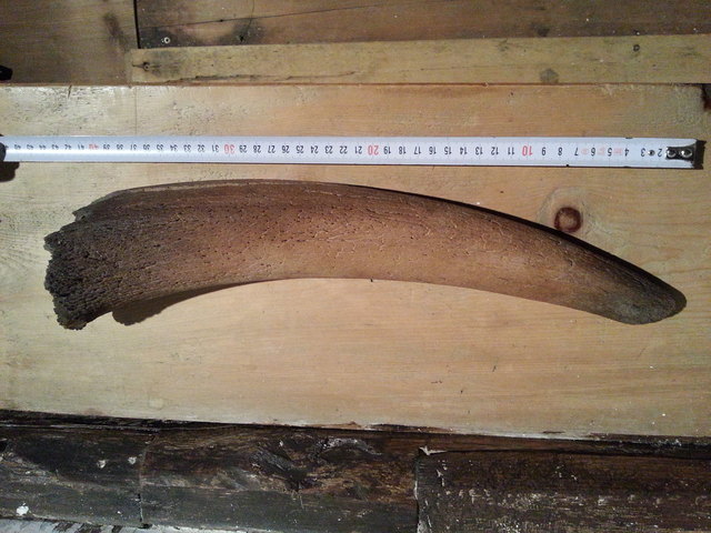 3.500 Jahre altes Steinbock-Horn entdeckt in den Ötztaler Alpen | Foto: Helmuth Gufler