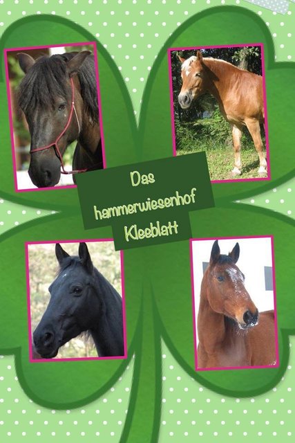 Unser Pferde-Kleeblatt: Peppino, Norina, Cindy und Webster