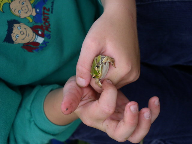 Frosch zum Begreifen