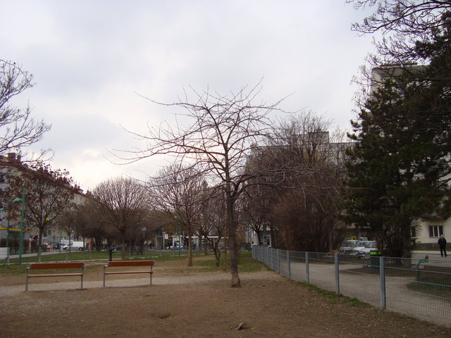 Vogelkirschbaum im Hugo-Gottschlich-Park (Hundezone) in Wien-Brigittenau