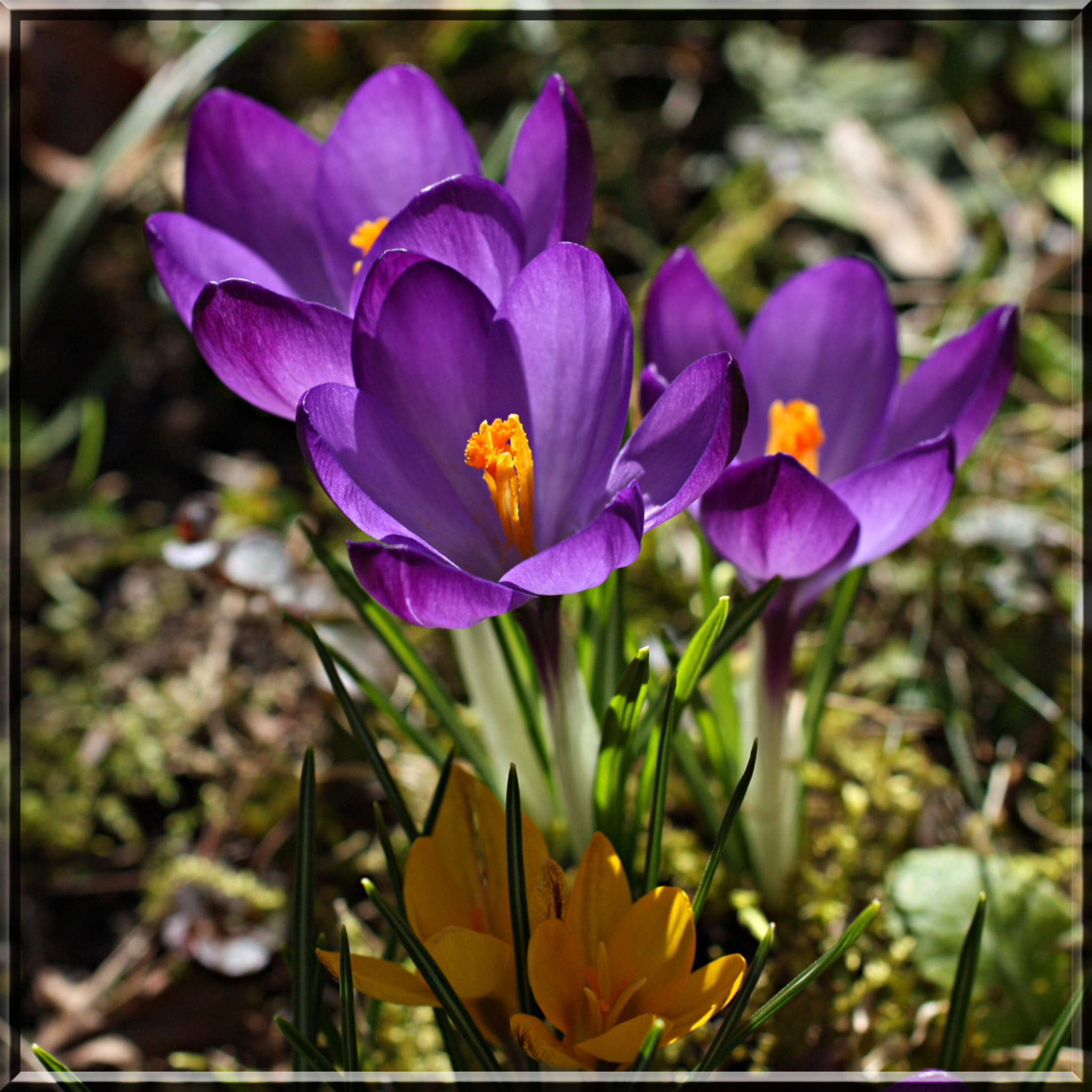 Krokusse im Garten Flachgau