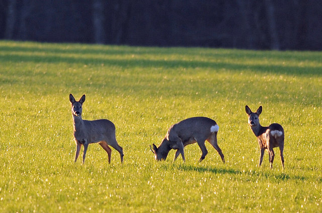 Den milden Winter überstehen mehr Tiere – auch kranke. Die natürliche Auslese fehlt. | Foto: Ferdinand Reindl
