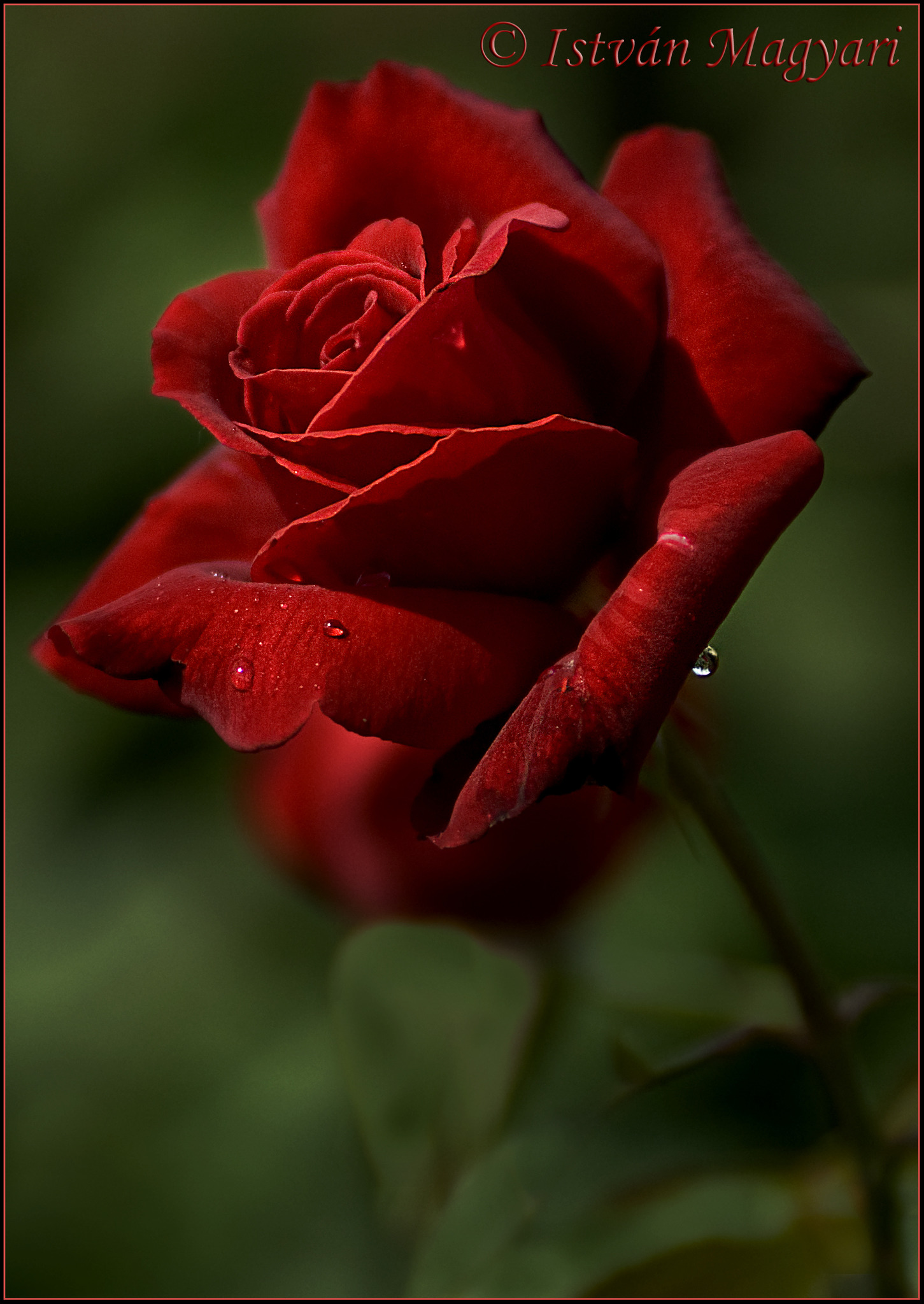 Ein Rose zum Frauentag... - Melk